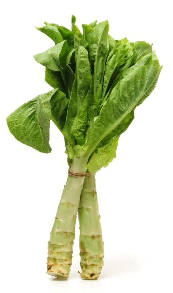 celtuce Celtuce – čínský stonkový salát (řapíkatý salát)