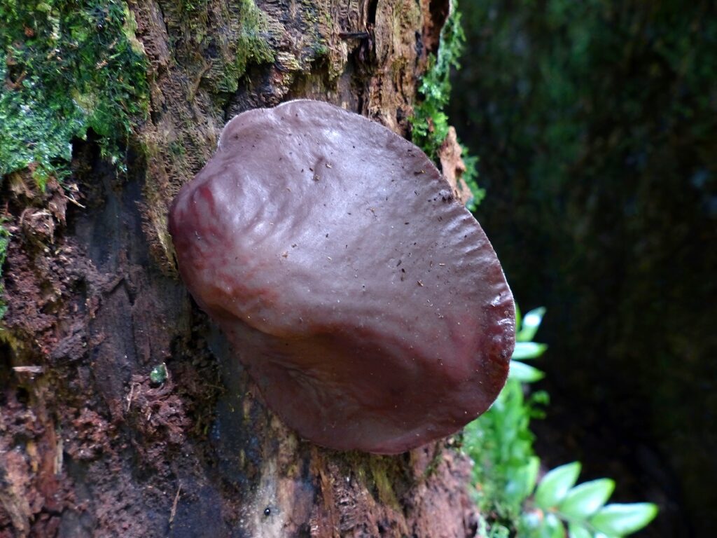 Auricularia cornea